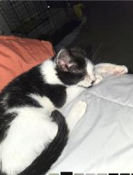 Reunited Male Cat last seen Coachmans Path / Woodville Road, Waldorf, MD 20601