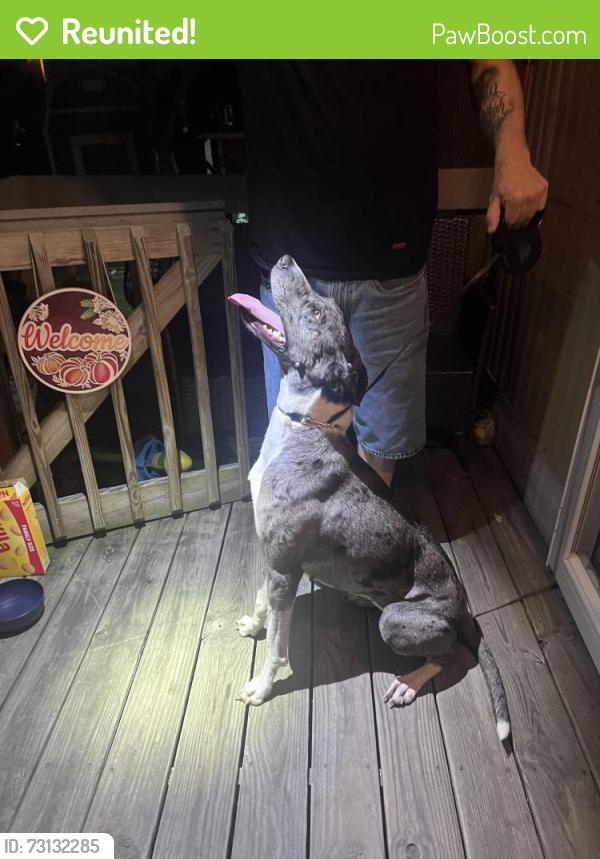 Reunited Female Dog last seen Sullivant and Murray Hill, Columbus, OH 43228