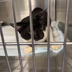 Shelter Stray Unknown Cat last seen , 980 Guilford College Rd, Greensboro, NC 27409, USA