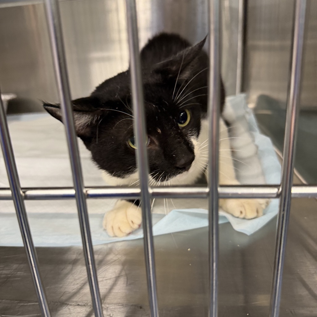 Shelter Stray Unknown Cat last seen , 980 Guilford College Rd, Greensboro, NC 27409, USA