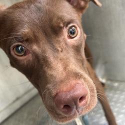 Shelter Stray Female Dog last seen , 980 Guilford College Rd, Greensboro, NC 27409, USA