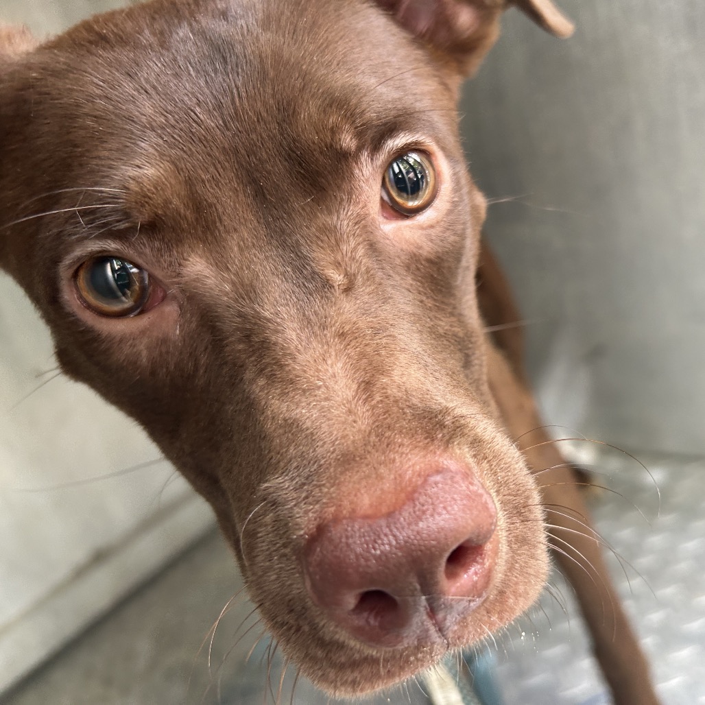Shelter Stray Female Dog last seen , 980 Guilford College Rd, Greensboro, NC 27409, USA