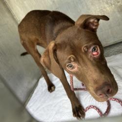 Shelter Stray Female Dog last seen , 980 Guilford College Rd, Greensboro, NC 27409, USA
