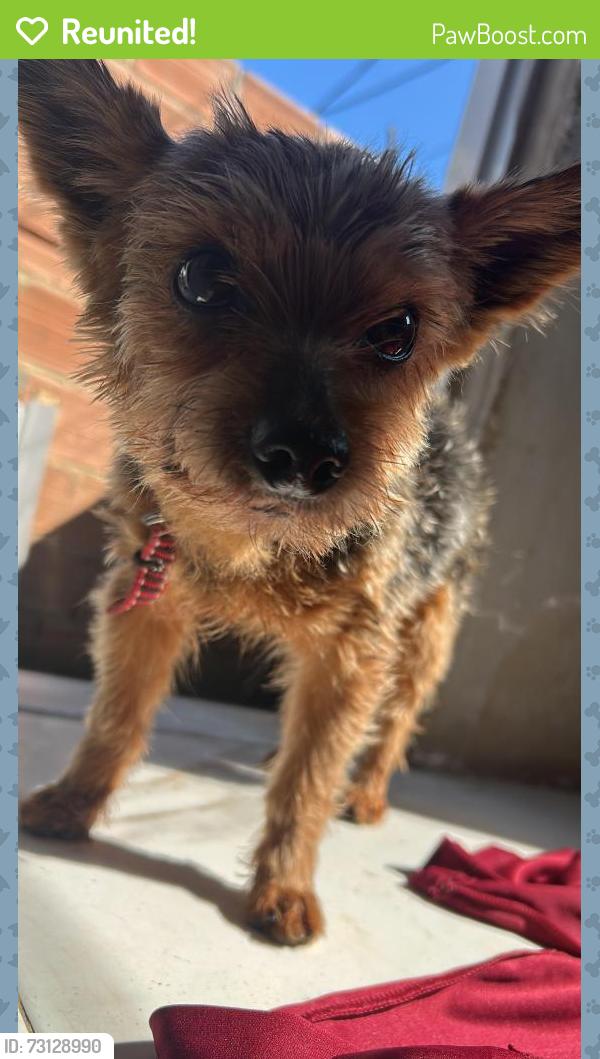 Reunited Male Dog last seen Juscelino Kubitscheck, Bangu, RJ 21850-187