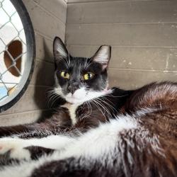 Shelter Stray Female Cat last seen , 3607 N Armenia Ave, Tampa, FL 33607, USA
