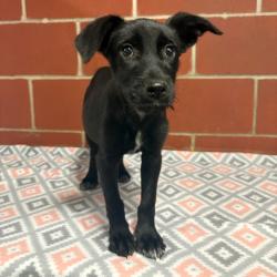 Shelter Stray Female Dog last seen , 2951 S 1st St, Cabot, AR 72023, USA
