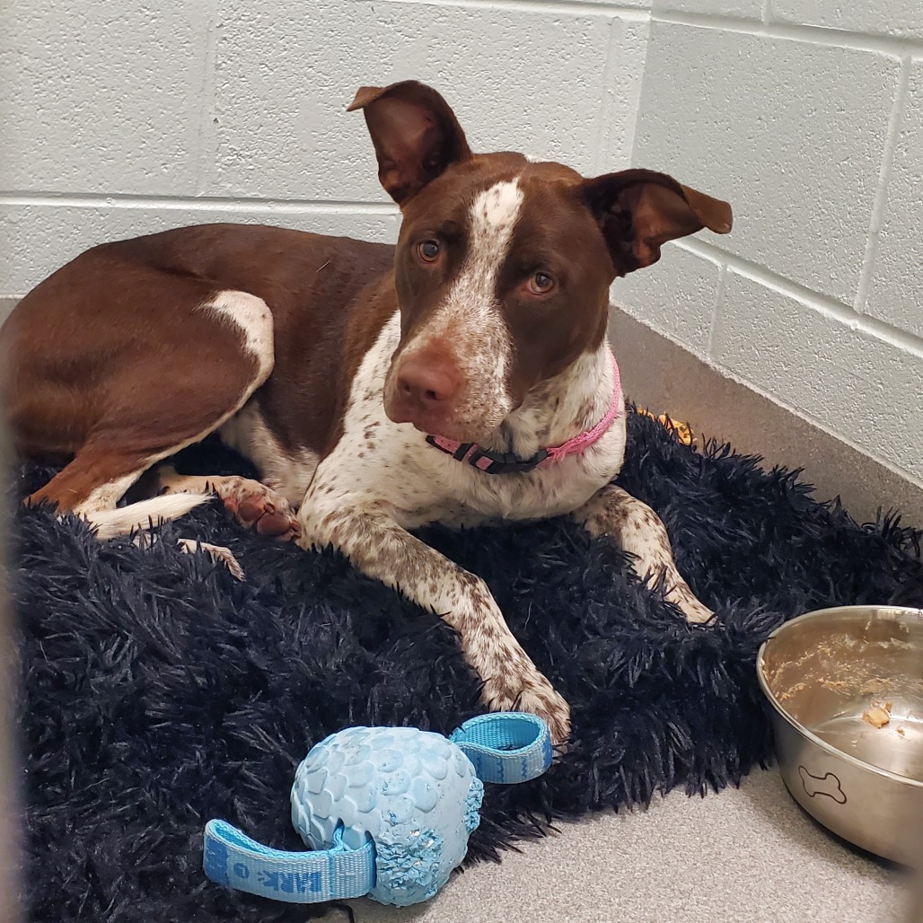 Shelter Stray Female Dog last seen , 4500 N Access Rd, Chattanooga, TN 37415, USA