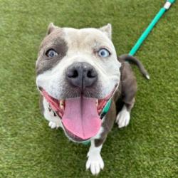 Shelter Stray Female Dog last seen , Animal Care & Control Team of Philly, 111 W Hunting Park Ave, Philadelphia, PA 19140, USA