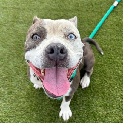 Shelter Stray Female Dog last seen , Animal Care & Control Team of Philly, 111 W Hunting Park Ave, Philadelphia, PA 19140, USA