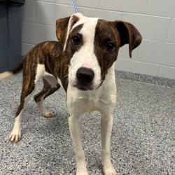 Shelter Stray Female Dog last seen , 328 Furman Hall Rd, Greenville, SC 29609, USA