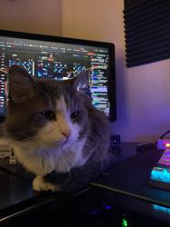 Lost Male Cat last seen Lakewood Town Center, Tacoma, WA 98499