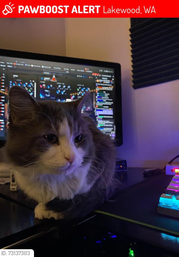 Lost Male Cat last seen Lakewood Town Center, Tacoma, WA 98499