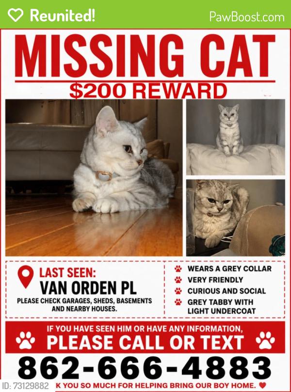 Reunited Male Cat last seen Near Van Orden Pl, Clifton, NJ 07011, USA, Clifton, NJ 07011