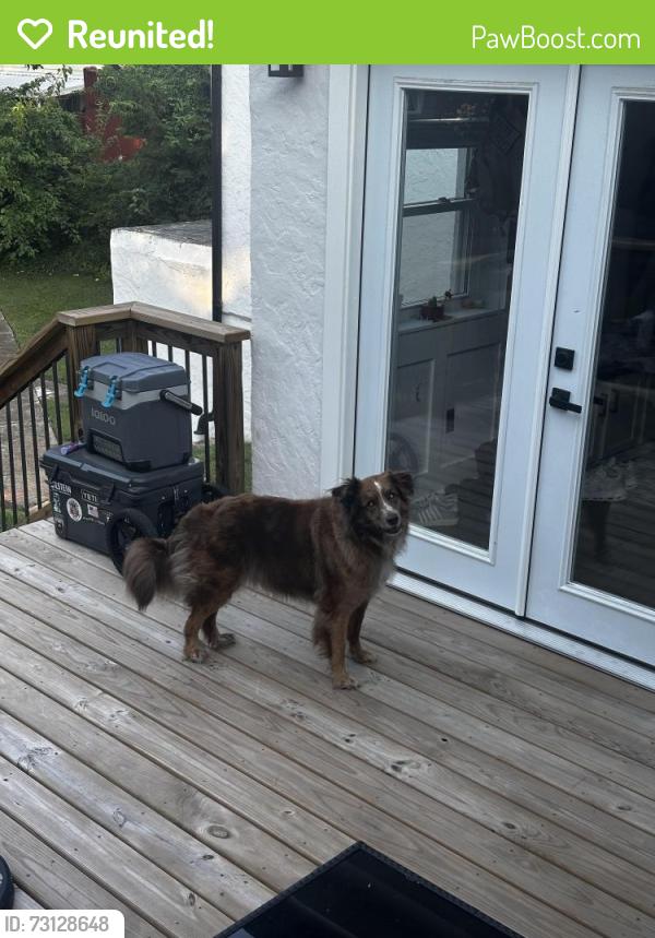 Reunited Female Dog last seen Seine dr, lac carpi lake, Bonne Terre, MO 63628