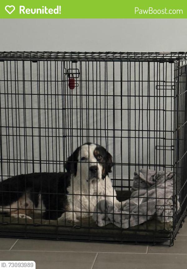 Reunited Male Dog last seen Southern and rainbow, Rio Rancho, NM 87124