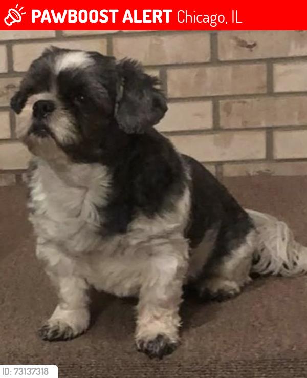 Lost Female Dog last seen Behind pet smart, Chicago, IL 60632