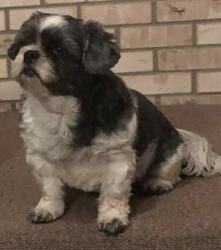 Lost Female Dog last seen Behind pet smart, Chicago, IL 60632