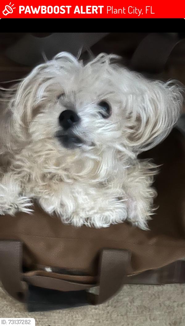 Lost Female Dog last seen Plant city, Plant City, FL 33563