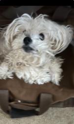 Lost Female Dog last seen Plant city, Plant City, FL 33563