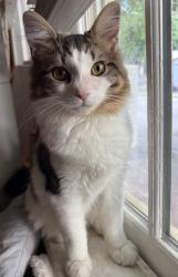 Reunited Male Cat last seen Near M St, Richmond, VA 23223