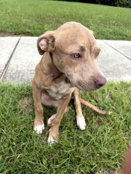 Found/Stray Male Dog last seen Michigan & Harve, Brent, FL 32505