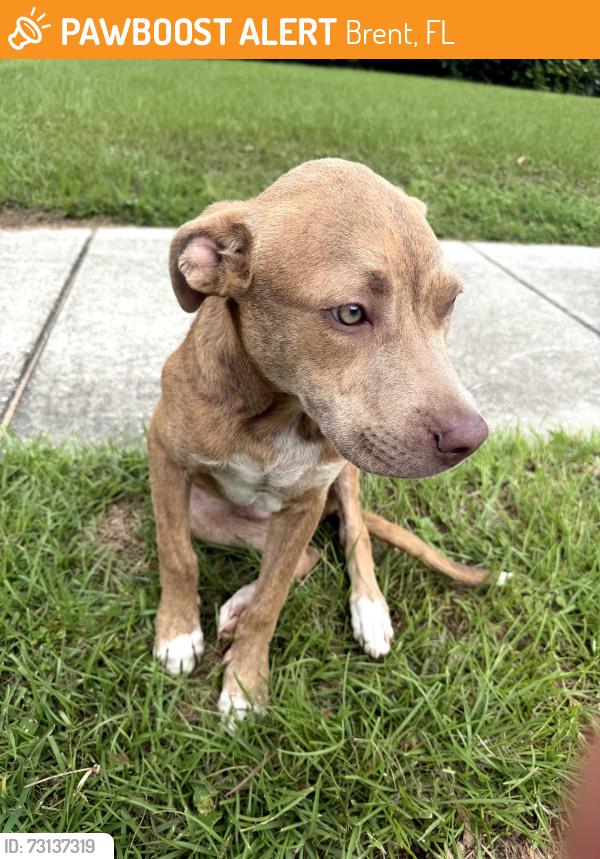 Found/Stray Male Dog last seen Michigan & Harve, Brent, FL 32505