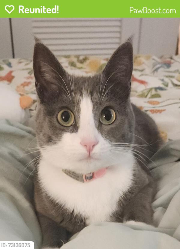 Reunited Female Cat last seen Portland Ave and Talbot Ave., Albany, CA 94706