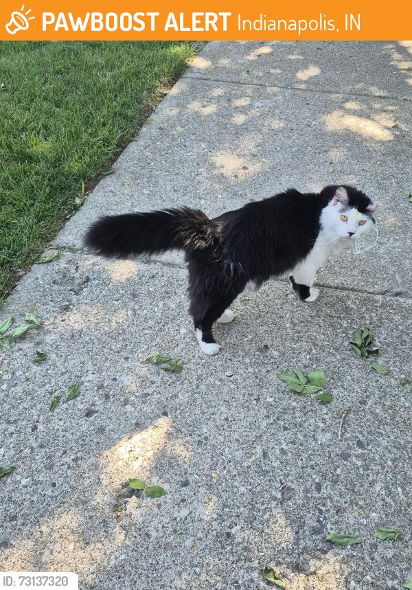 Found/Stray Unknown Cat last seen Covered Bridge apmts, Indianapolis, IN 46268