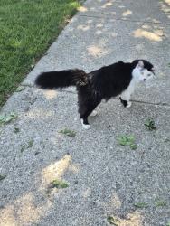 Found/Stray Unknown Cat last seen Covered Bridge apmts, Indianapolis, IN 46268