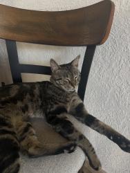 Reunited Male Cat last seen Ronda De Lechusas NW, Albuquerque, NM 87120, USA, Albuquerque, NM 87120