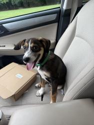 Reunited Male Dog last seen Hamilton Diagnostic Center parking lot, Dalton, GA 30720