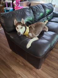 Reunited Male Dog last seen Aldine Westfield, Houston, TX 77073