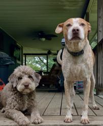 Lost Male Dog last seen Tipsy trail near Howe farms, Georgetown, TN 37336