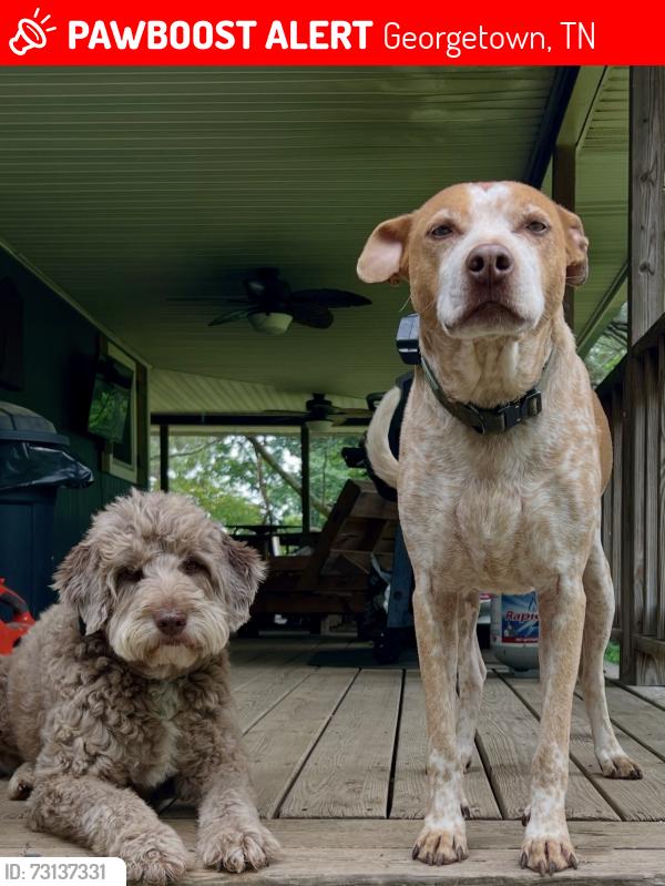 Lost Male Dog last seen Tipsy trail near Howe farms, Georgetown, TN 37336