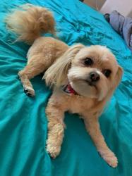 Reunited Female Dog last seen N 67th / w Latham, Phoenix, AZ 85043