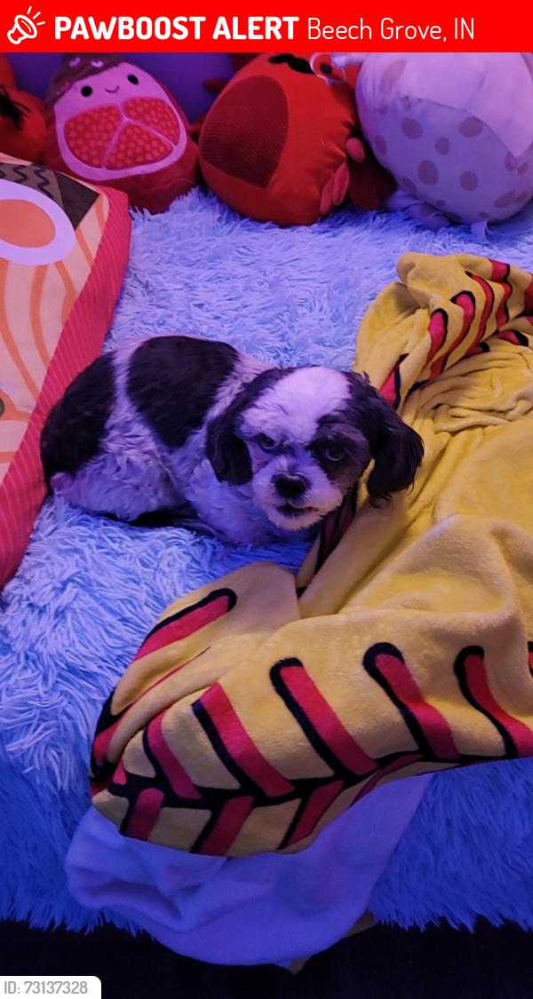 Lost Female Dog last seen Beech Grove, IN near 9th and Andrea, Beech Grove, IN 46107