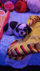 Lost Female Dog last seen Beech Grove, IN near 9th and Andrea, Beech Grove, IN 46107