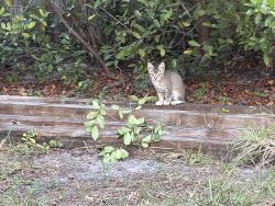 Lost Female Cat last seen By shell on sawyer, Tampa, FL 33634