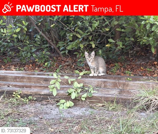 Lost Female Cat last seen By shell on sawyer, Tampa, FL 33634
