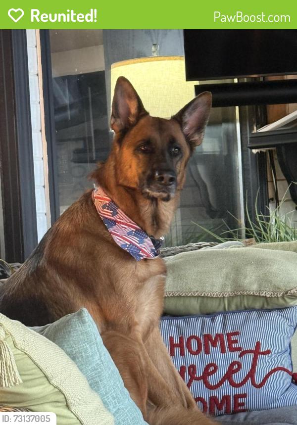 Reunited Female Dog last seen Near SW 18th and 48th lane, Cape Coral, FL 33914