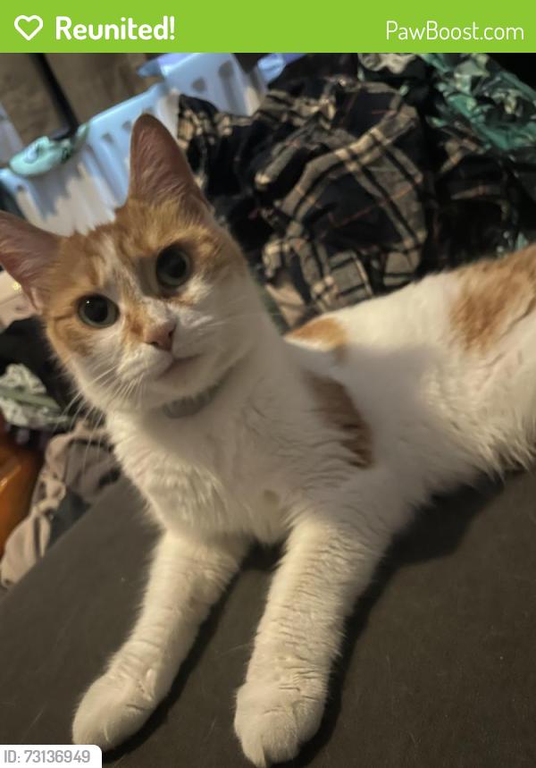 Reunited Female Cat last seen Bromley and downham youth club, Greater London, England BR1 4NL