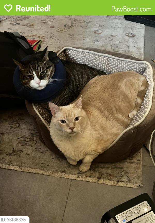 Reunited Male Cat last seen Near Foxcreek Drive, Richardson Texas, Richardson, TX 75082