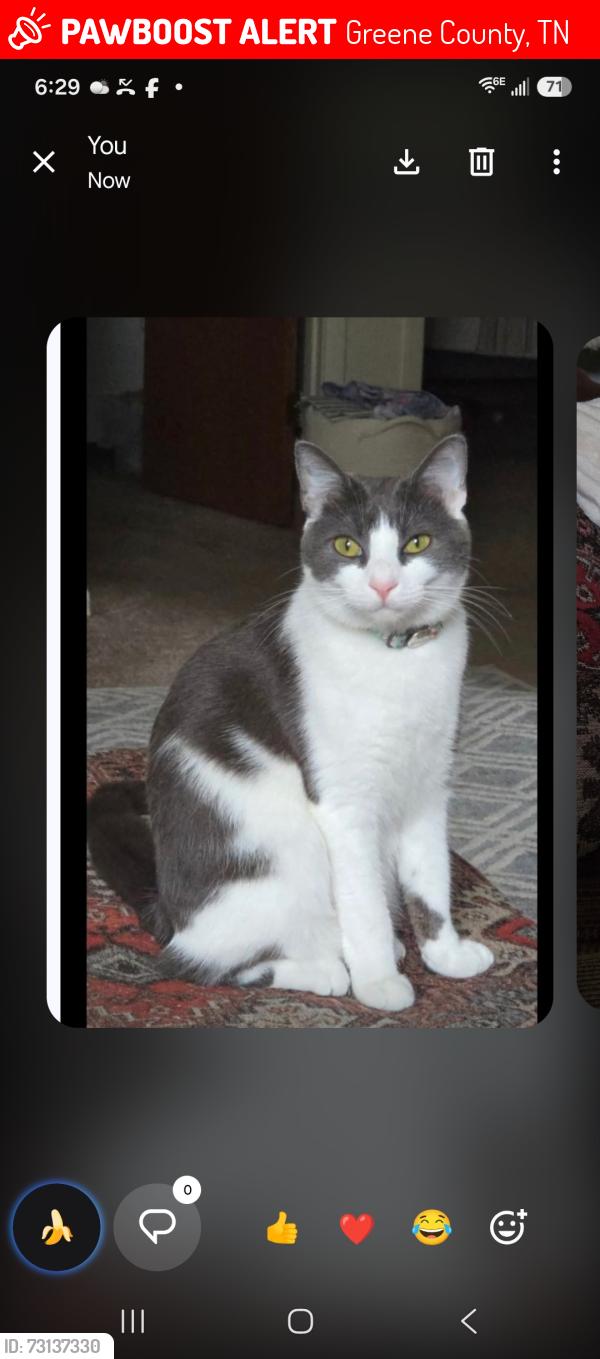 Lost Female Cat last seen Marvin Rd, Greene County, TN 37818