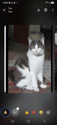 Lost Female Cat last seen Marvin Rd, Greene County, TN 37818