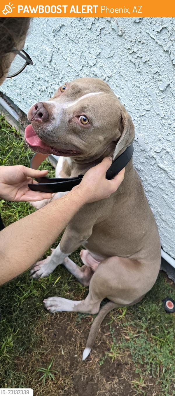 Found/Stray Male Dog last seen 35th and Butler, Phoenix, AZ 85051