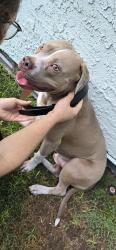 Found/Stray Male Dog last seen 35th and Butler, Phoenix, AZ 85051