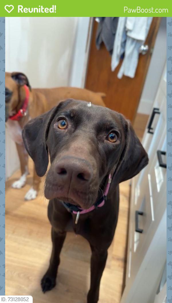 Reunited Female Dog last seen Cemetery & Grand River, Fowlerville, MI 48836