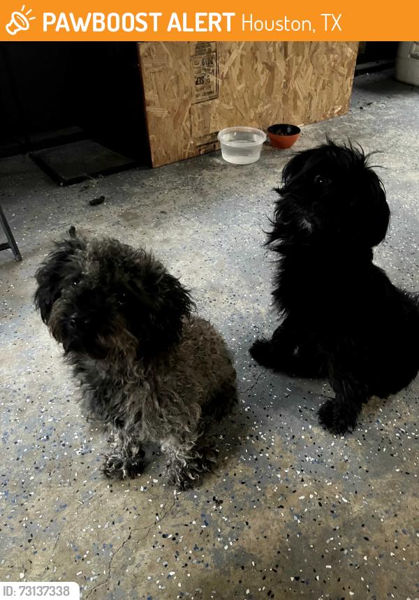Found/Stray Male Dog last seen Woodfern Drive and Landwood Drive, Houston, TX 77040