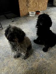 Found/Stray Male Dog last seen Woodfern Drive and Landwood Drive, Houston, TX 77040