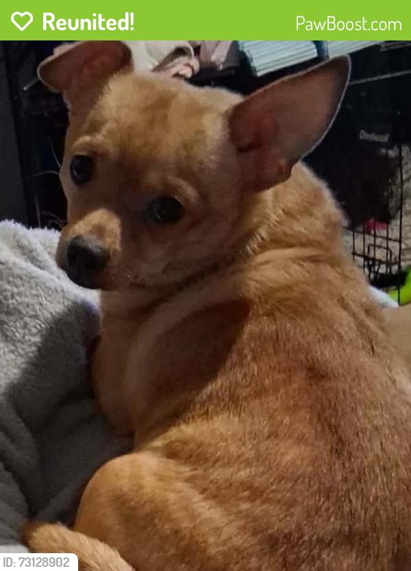 Reunited Male Dog last seen East State Avenue, High Point, NC 27262